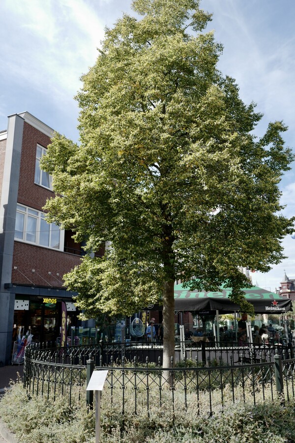 Wilhelminaboom